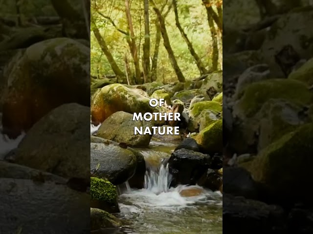 Chill out with Mother Nature! Gently Flowing Forest River