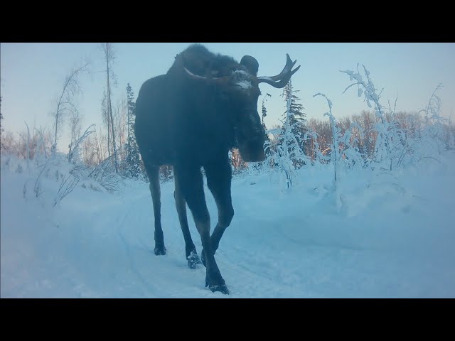 Alaska Cam Bull Moose, Foxes, Rabbit  February 04, 2024
