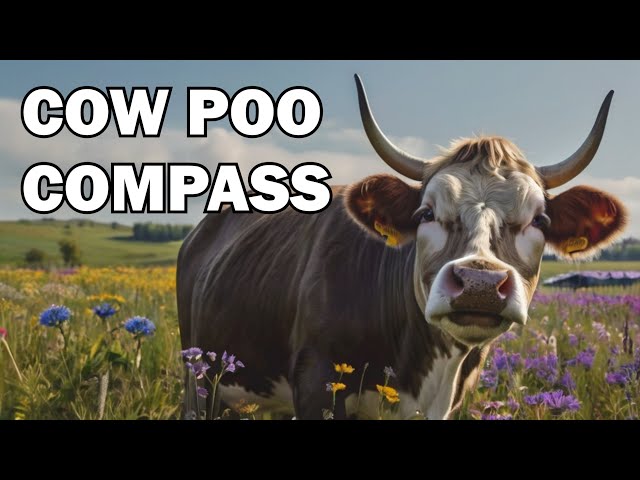Using cow poo as a compass?