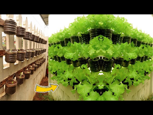 Very cute "mini vegetable garden" from recycling plastic bottles, not everyone knows