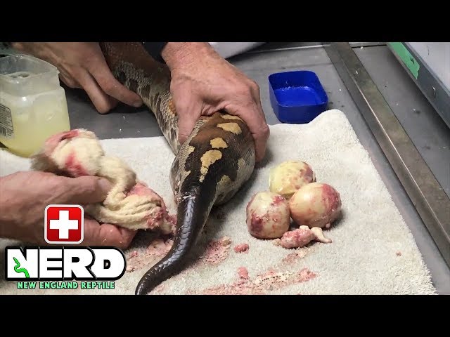 EGG BOUND - REMOVING ROTTEN EGGS FROM BLOOD PYTHON!