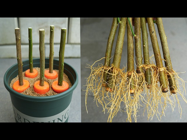 Great and unique ideas for propagating lemon tree from cuttings using Carrot!🥕