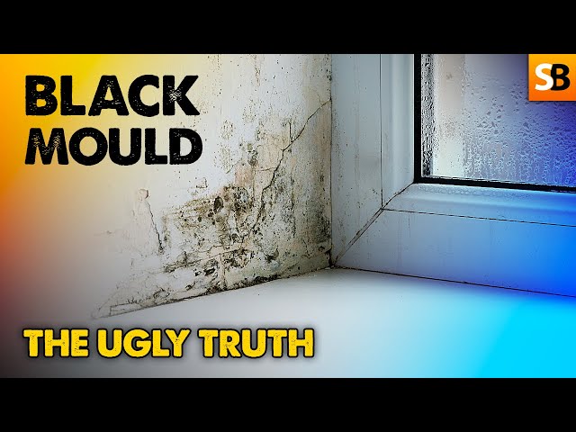 The Ugly Truth About Black Mould