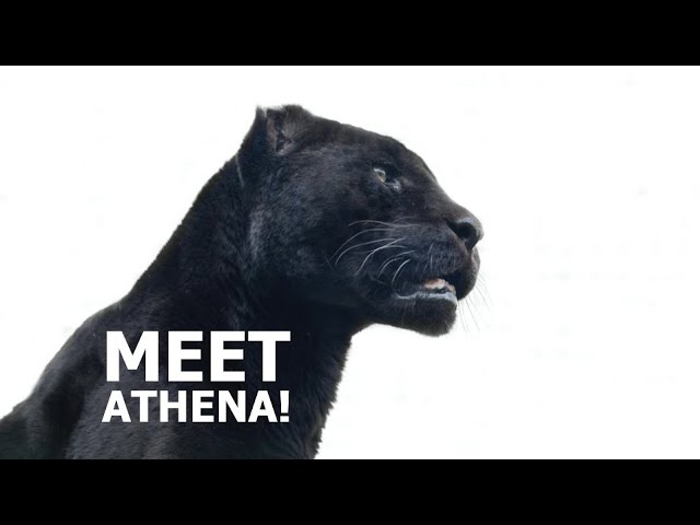 Meet Athena!