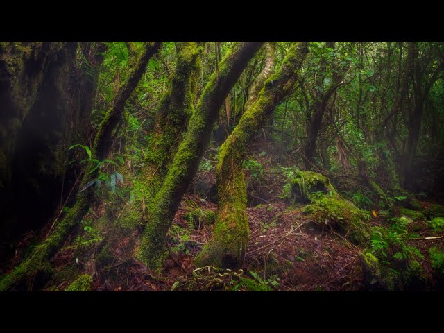 Mossy Forest of Mt. Hibok-Hibok 🇵🇭 (International Day of the Forests)