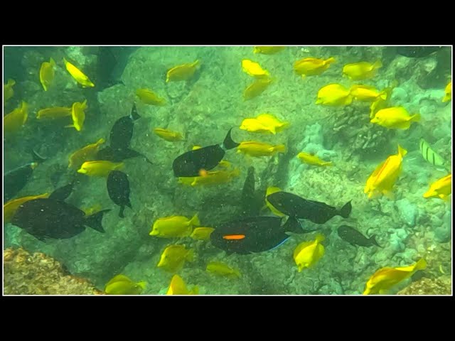 Filming EXOTIC Reef Fish in HAWAII!! (Kona Pt. 2)