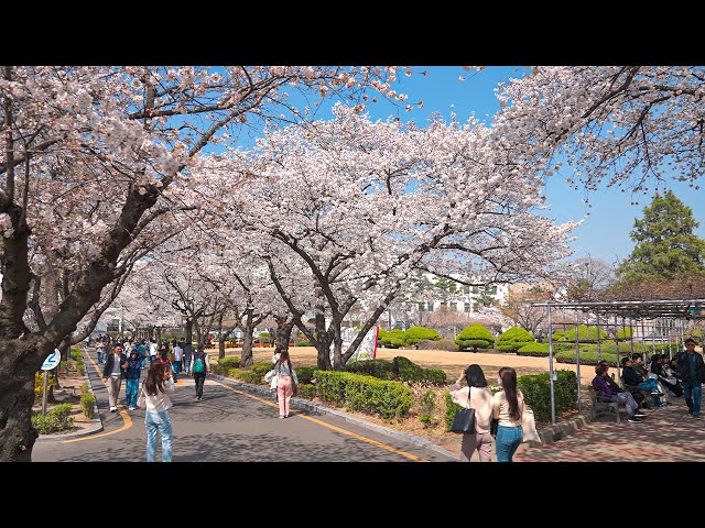 Spring Cherry Blossoms at Jeongdok Public Library | Korea Travel Guide 4K HDR