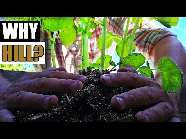 Why Do We Hill Potatoes? - Garden Quickie Episode 151