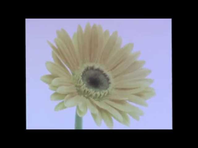Citizen - "Yellow Love" (Official Music Video)