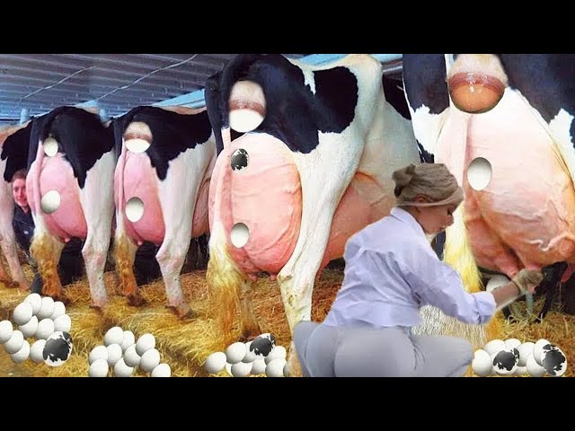 LIVE!!! Pretty Girls & Cows, Monster Machines On Fields, Shaving Tails, Modern Cows Milking