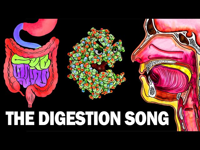 THE DIGESTIVE SYSTEM SONG