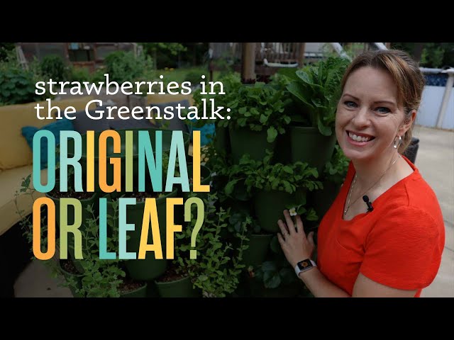 I tested planting strawberries in both sizes of Greenstalk Vertical Planters