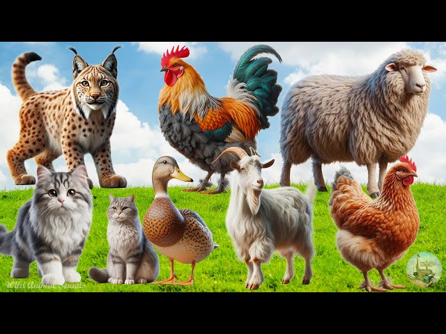The Lives of Animals Around Us: Sheep, Goat, Duck, Lynx, Chicken, Cat, Hen - Animal Sounds