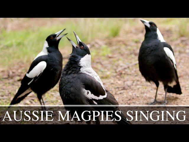 Australian Magpies Singing Compilation: Fluty Songs of the Aussie Bush