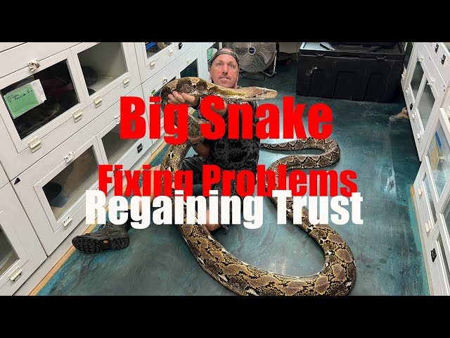 When a Good Snake Becomes “SCARY”- Let’s Fix This Snake!