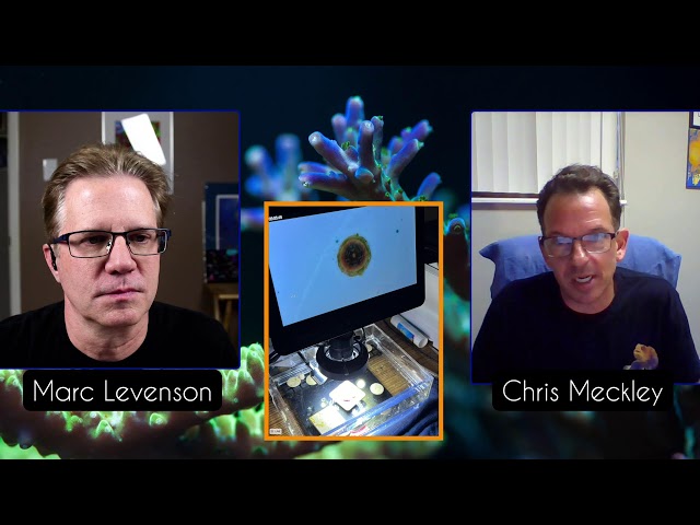 Let's Talk about Packing Corals with Chris Meckley