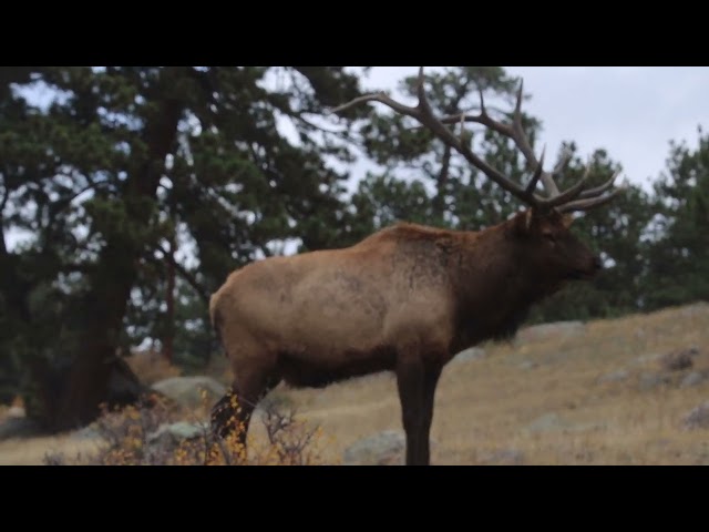 2016 09 24 Rocky Mountain National Park Elk