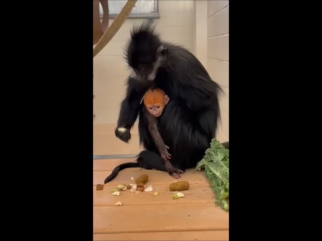 Endangered Asian monkey baby born at Oklahoma City Zoo
