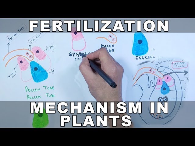 Fertilization Mechanism in Plants