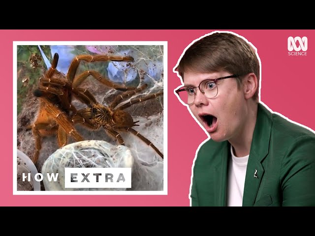 Five Strangest Mating Rituals In The Animal Kingdom | How Extra: Love Edition | ABC Science