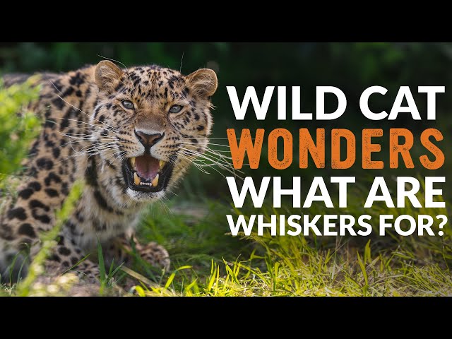 What are WHISKERS For? | Wild Cat Wonders | Episode 9