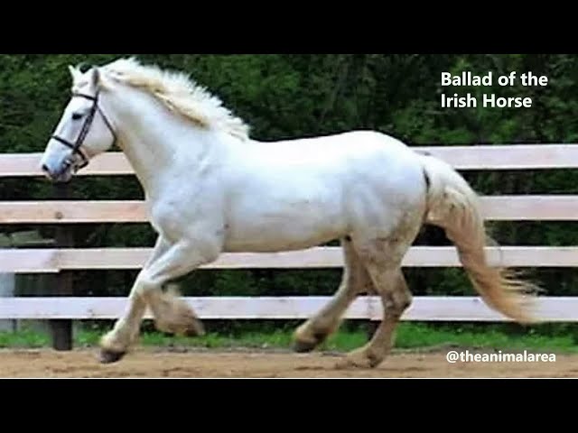 Ballad of the Irish Horse | Wildlife Documentary