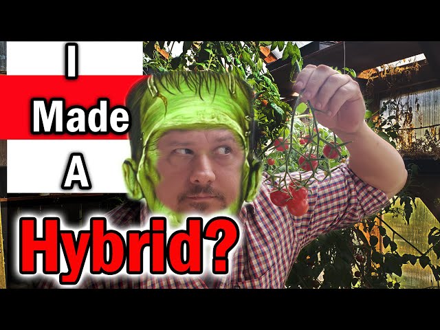 Help! I Made A Hybrid Tomato By Mistake!