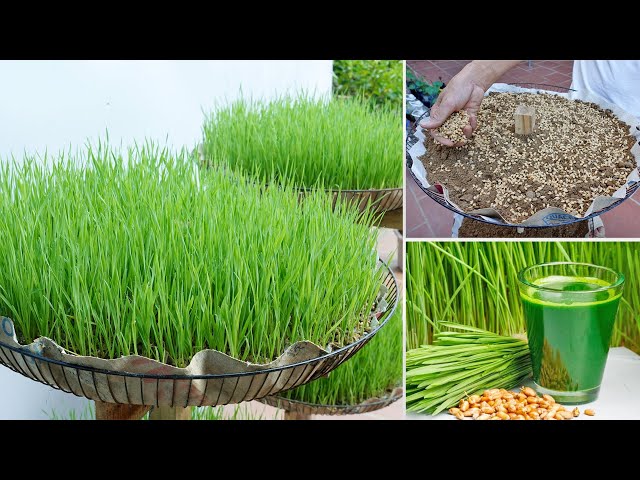 Grow wheatgrass to make nutritious juices to prevent cancer at home