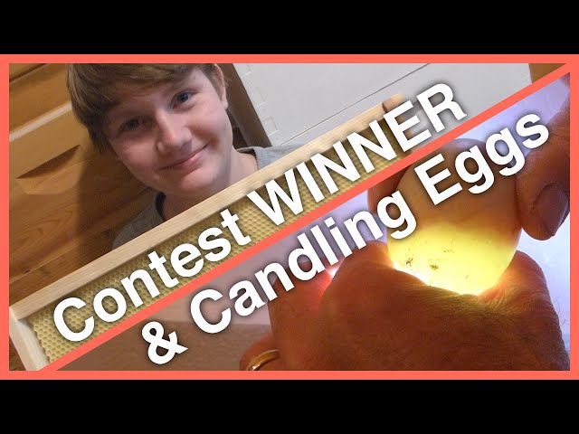 Beekeeper Contest WINNER! and Candling Duck Eggs