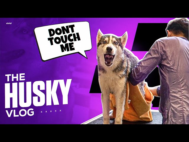 Husky Denies To Bath | Funny BGMI LINEUP Moments | VLOG 14