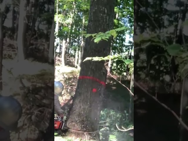 Chainsaw and Felling a Tree