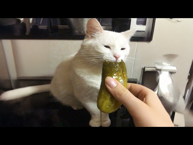 Funniest Cats 2024 🤣 Best Funny Cats Videos Of The week 😻09