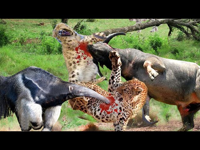 Hunter Become Hunted _Leopard Paid The Price When Thinking Buffalo  And Anteater Are Weak Preys