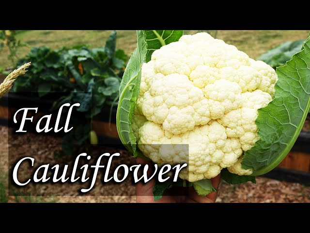 Planting Fall Cauliflower - Garden Sights and Sounds Fall 2020