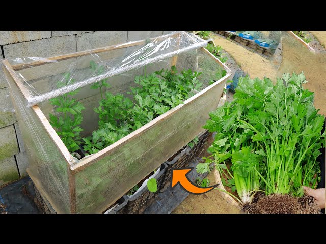 Fast growing - No pests - Growing celery in a mini greenhouse