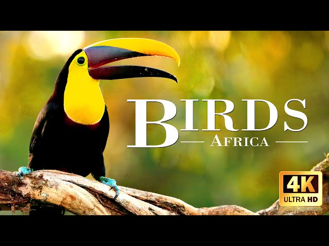 Amazing African Birds 4K ~ African Wildlife Video with Birds Sounds