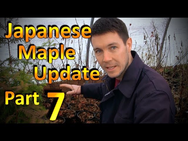 How to Easily Germinate Japanese Maple Seeds (Part 7) Two Years Since Germination