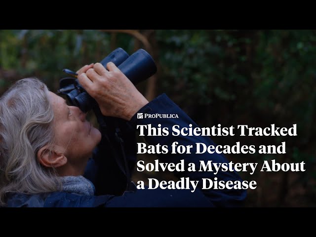 This Scientist Tracked Bats for Decades and Solved a Mystery About a Deadly Disease