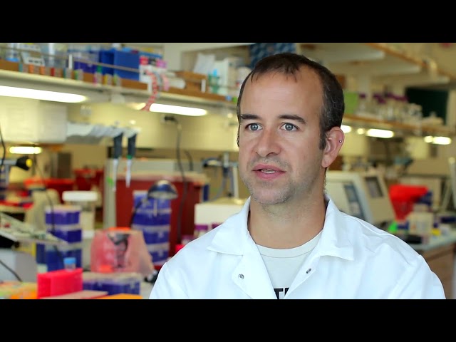 Stem Cell Research and Regenerative Medicine at USC
