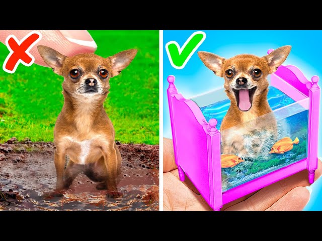 OMG! 🤯 I Built A Tiny Room For A Stray Pet 🐱🐶 Cute Hacks And DIY's For Pet Lovers