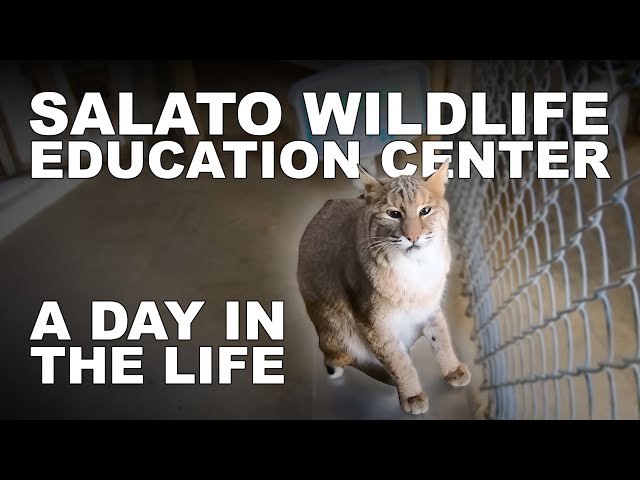 A Day In The Life of Animal Care - Salato Wildlife Education Center