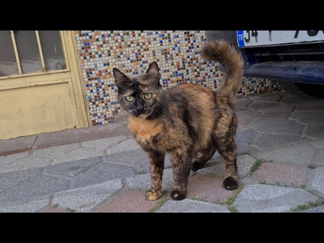 Mother cat leaves her kittens and wanders outside to find food