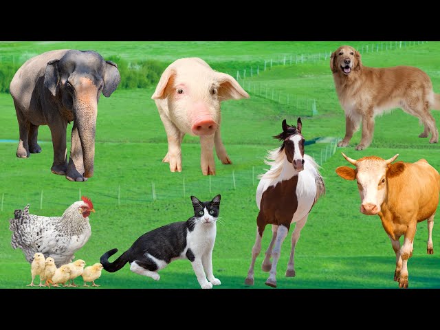 Cute little animals - Chicken, cow, dog, cat, elephant, monkey - Animal Videos