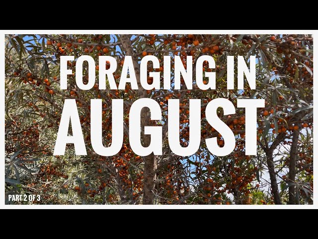 Foraging in August - UK Wildcrafts Foraging Calendar (Part 2 of 3)