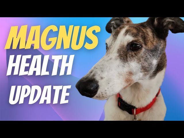 Magnus the Greyhound - How is he now?