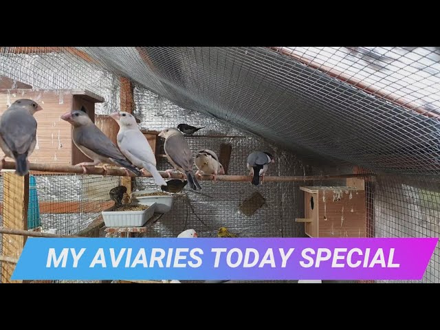 Amazing Java Sparrow Babies, Canaries, Finches and more!