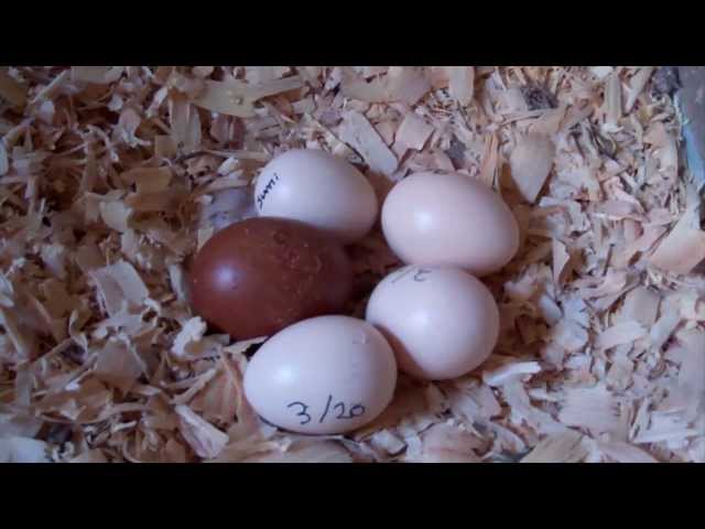 Our First Hatching Chicken Egg
