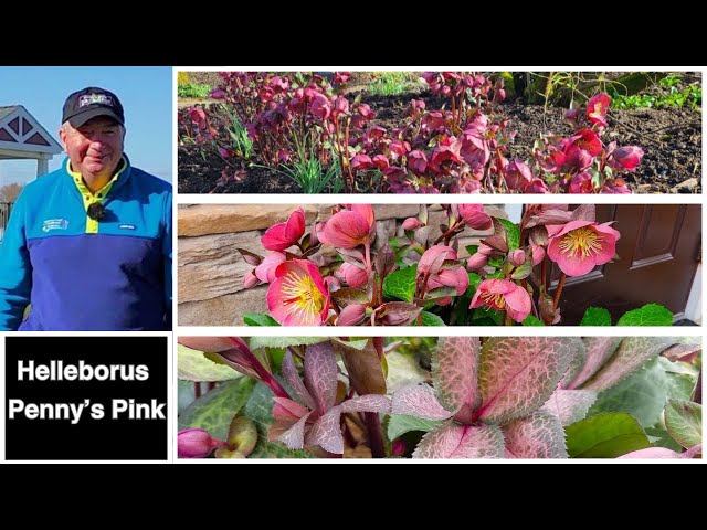 Helleborus Frostkiss™ Penny's Pink - Amazing EASY to GROW Perennial With Terrific Evergreen Foliage👍