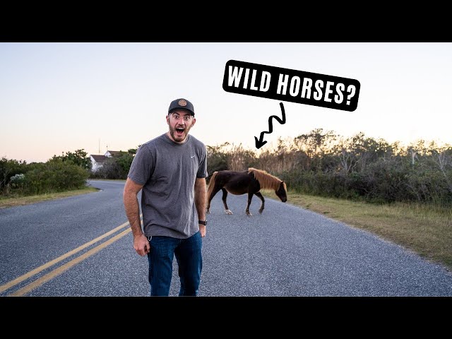 Wild Horses in Maryland? Hanging with In-Laws, and the Start of the East Coast Road Trip! - Ep 11