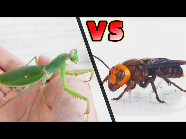 Praying Mantis VS Asian Giant Hornet, See who is stronger?